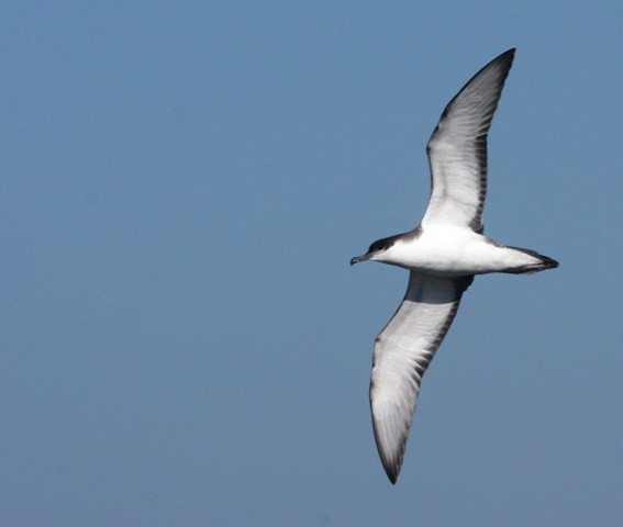 Buller's Shearwater